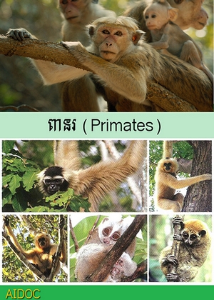 ពានរ (Primates)